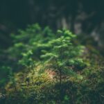 matthew smith rfflri94rs8 unsplash